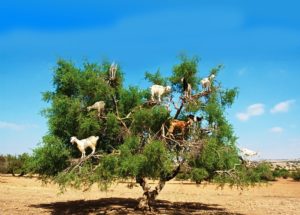 circuit anti atlas arganier 3